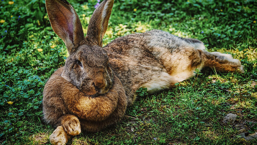 У зайца длиннее уши, чем у кролика.