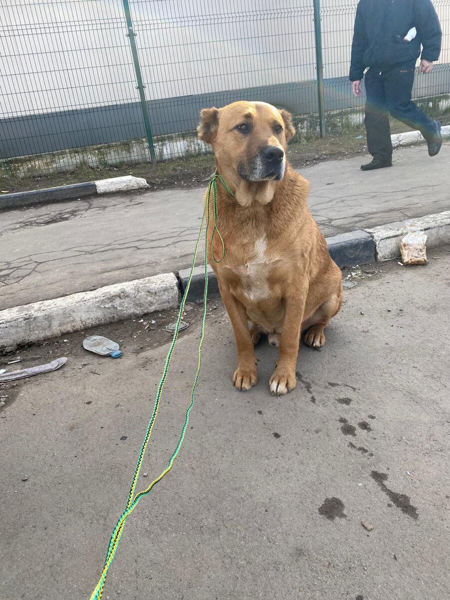 Однажды его прогулку за территорией заметили люди и начали писать в соц. сетях о потерявшемся псе.