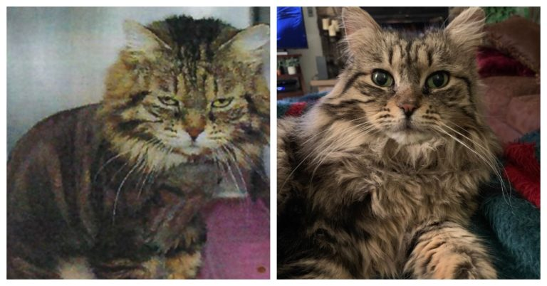 Бывшая приютская кошка претерпела удивительную трансформацию всего за несколько месяцев в своем новом доме. Фото: Instagram/ luluteslippercat
