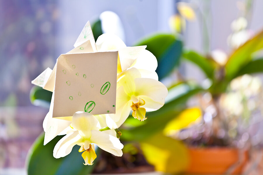 фото мамы автора