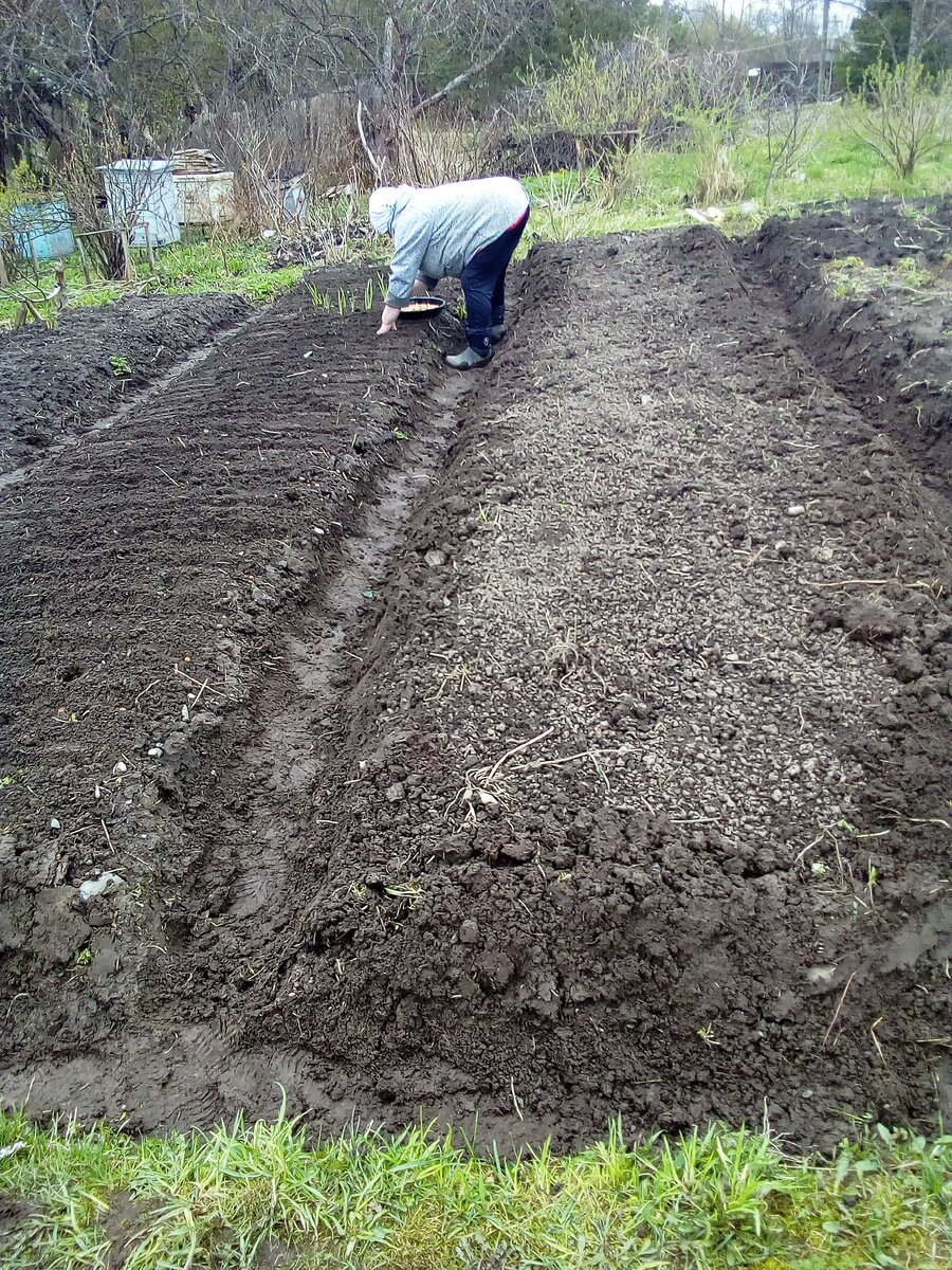 посадка лука