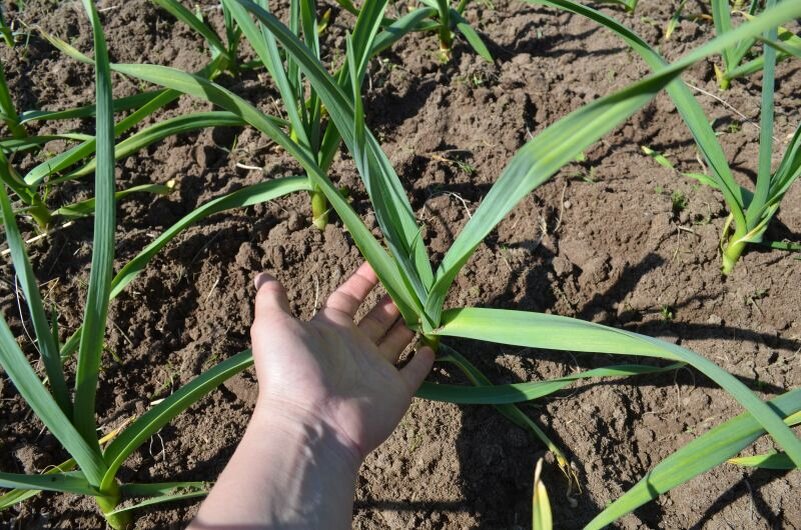 Вот такой чеснок вырос весной.