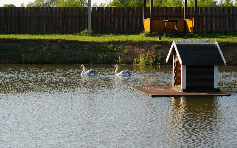 В распоряжении лебедей небольшой пруд.