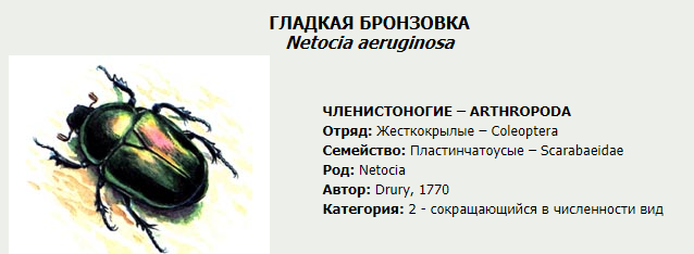 Какой тип развития характерен для бронзовки обыкновенной изображенной на рисунке