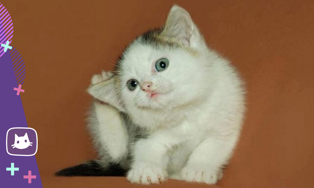 «Когда у кошки болит ушко» или отиты у кошек - статьи о ветеринарии «Свой Доктор»