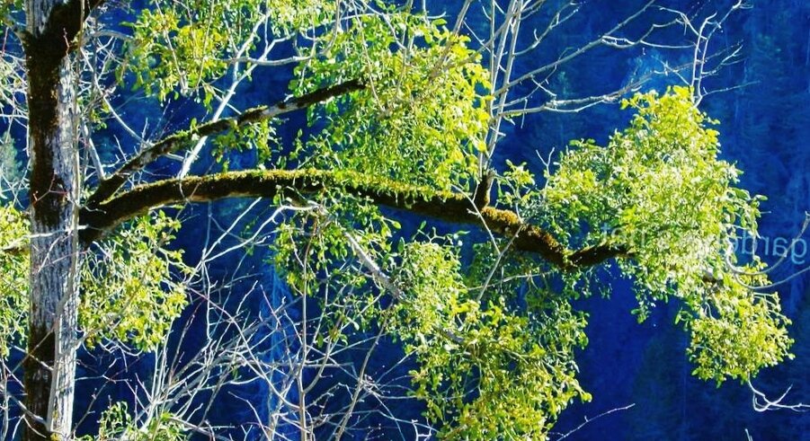 Омела на плодовых деревьях.