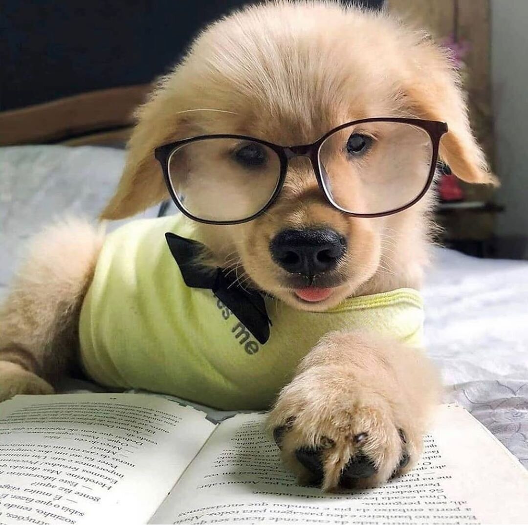 Домашняя собака отличается от других видов псовых тем, что в процессе селекционной деятельности человека внутри вида выделились отдельные породы, каждая из которых специализирована по полезному поведению и, следовательно, специфицирована по врожденным поведенческим стереотипам. Поэтому у собак к числу врожденных стереотипов поведения относятся, кроме общевидовых, также и породные стереотипы, закрепленные в качестве продуктивных признаков целенаправленным искусственным отбором (наряду с соответствующими морфологическими признаками). Специализация пород определяет прежде всего относительное развитие тех или иных функциональных навыков, таких, как добыча зверя в норе или работа по следу; пастьба или единоборство с человеком; сторожевка или желательное бытовое поведение и т.п. Все эти функции основаны на общевидовых формах поведения, по-своему выраженных у каждой собаки, но значимость этих поведенческих проявлений у разных пород разная. Кроме того, при рассмотрении этой категории стереотипов необходимо обращать внимание и на их конкретные формы, различающиеся по использованию их человеком. Так, например, у охотничьих собак из общевидового набора пищедобывательных форм поведения выделены и особо закреплены разные поведенческие комплексы: у гончих это стереотипы погони, у легавых собак - стереотипы поиска добычи, у норных - захват и удержание добычи