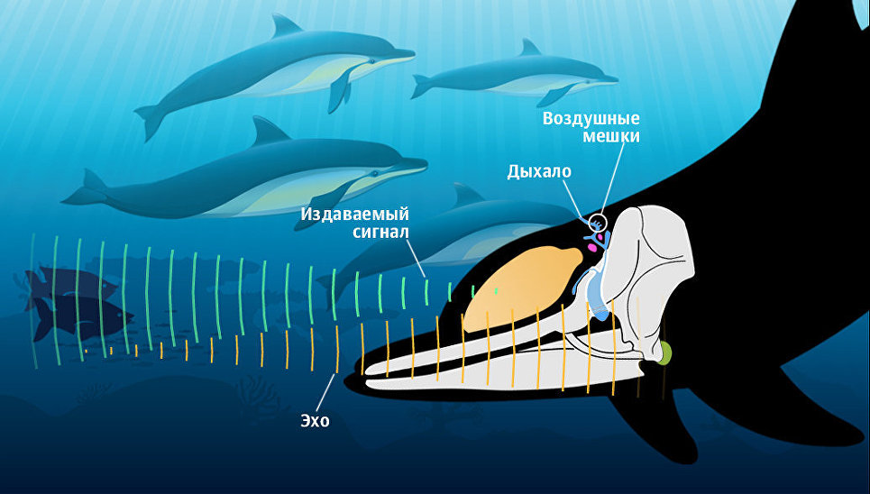Эхолокация дельфинов. Дельфины эхолокация дельфинов. Эхолокация китообразных. Ультразвук дельфинов.