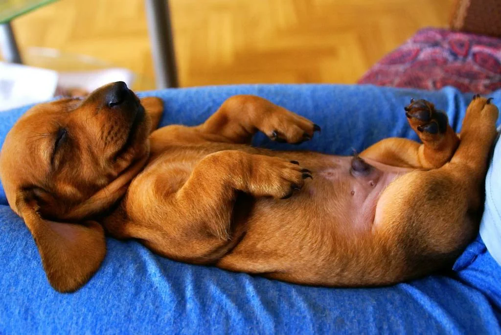Почему собаки спят в ногах. Спящие собачки.