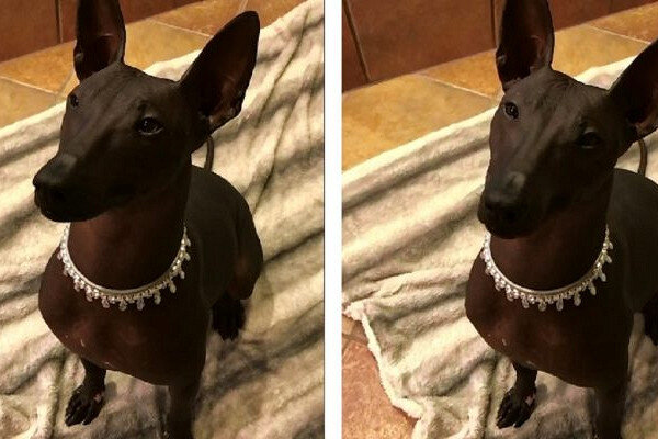 Ксолоитцкуинтли