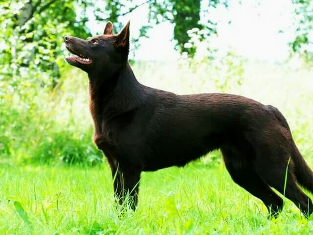 Австралийский келпи в профиль.