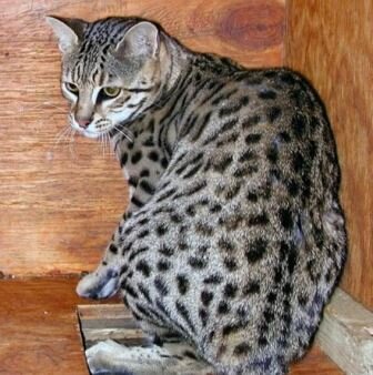 Кошка породы сафари