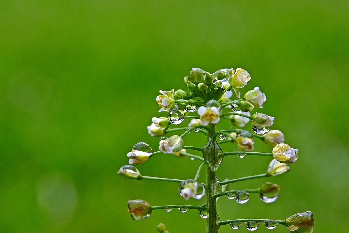 Пастушья сумка обыкновенная (Capsella Bursa-pastoris)
