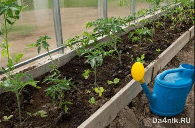 Почва для помидоров в теплице | Огородник