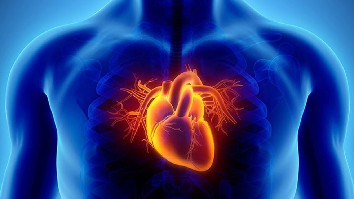 Сердце мужчины. Фото из свободного источника.