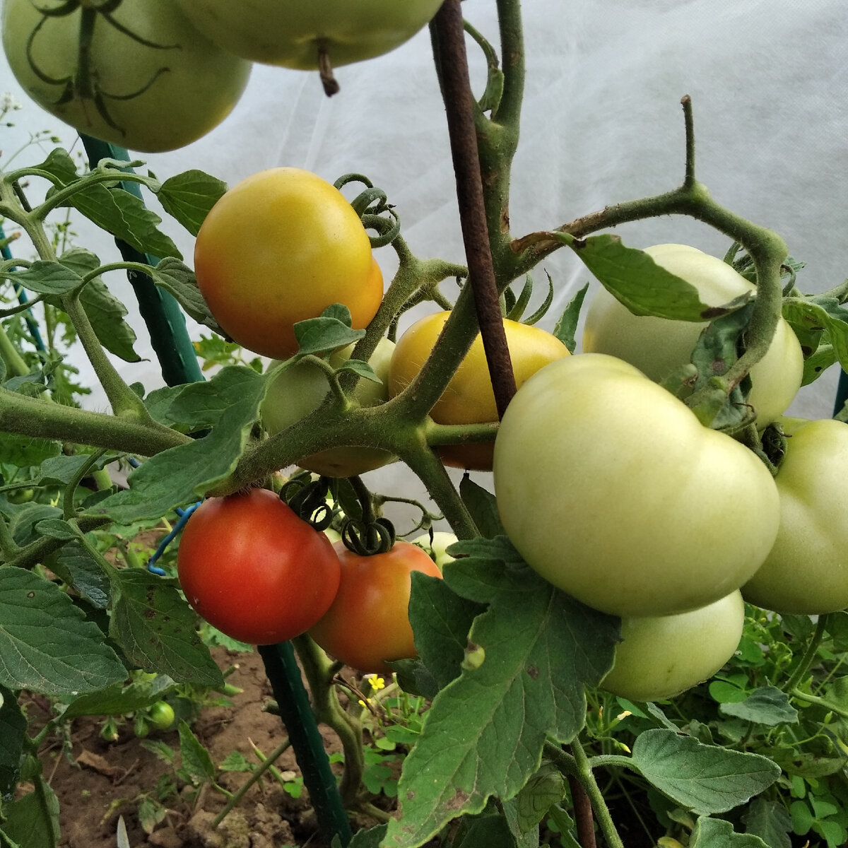 Сорт томатов оля f1. Томат Оля ф1. Томаты Оля f1 описание сорта. Пембола ф1 томат.