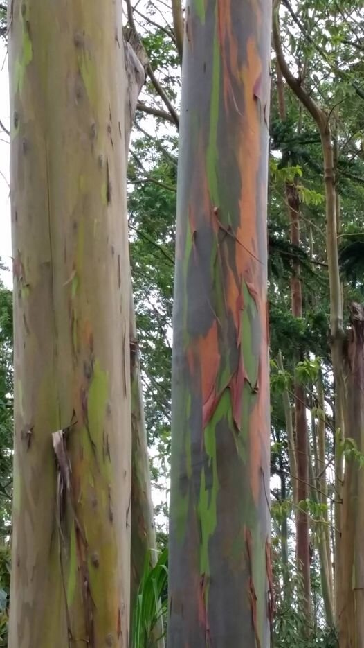 Дерево, заставившее меня остановиться, выйти из машины и помчаться фотографировать через полные опасностей кусты.