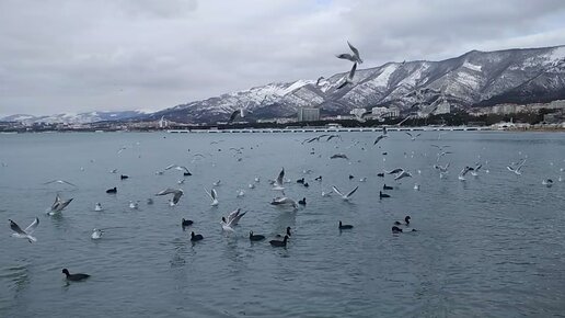 Шумные чайки на фоне прекрасного морского пейзажа и снежных гор