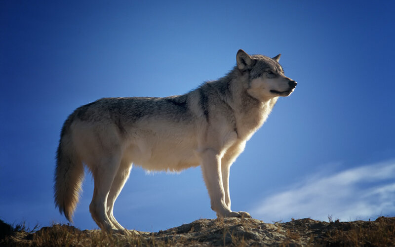 Исследования показывают, что генетически близкие к волкам породы собак проявляют меньше привязанности к людям. Фото David Mark/Pixabay 
