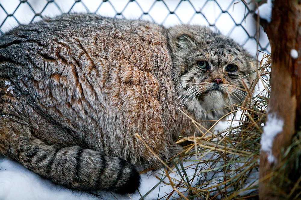 Манул домашний. Кот Манул домашний. Кот Манул толстый. Манул в дикой природе. Манул Зеленогорск Новосибирский.