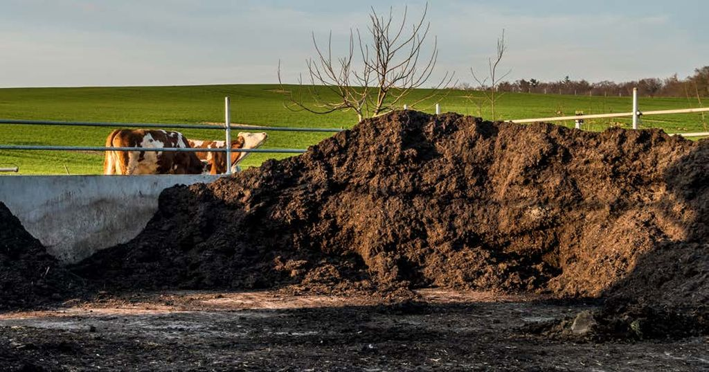 Твердую фракцию навоза надлежит хранить на специальных площадках сроком до двух месяцев, жидкую – до шести (навоз КРС) или до двенадцати (свиной навоз) месяцев.