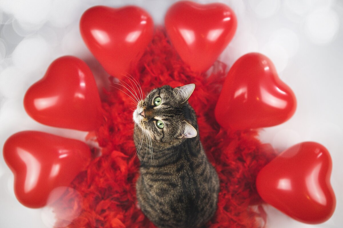 Игрушки на день Святого Валентина: идеи подарка ко дню влюбленных