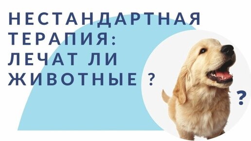 НЕСТАНДАРТНАЯ ТЕРАПИЯ: КАК ЖИВОТНЫЕ ЛЕЧАТ?