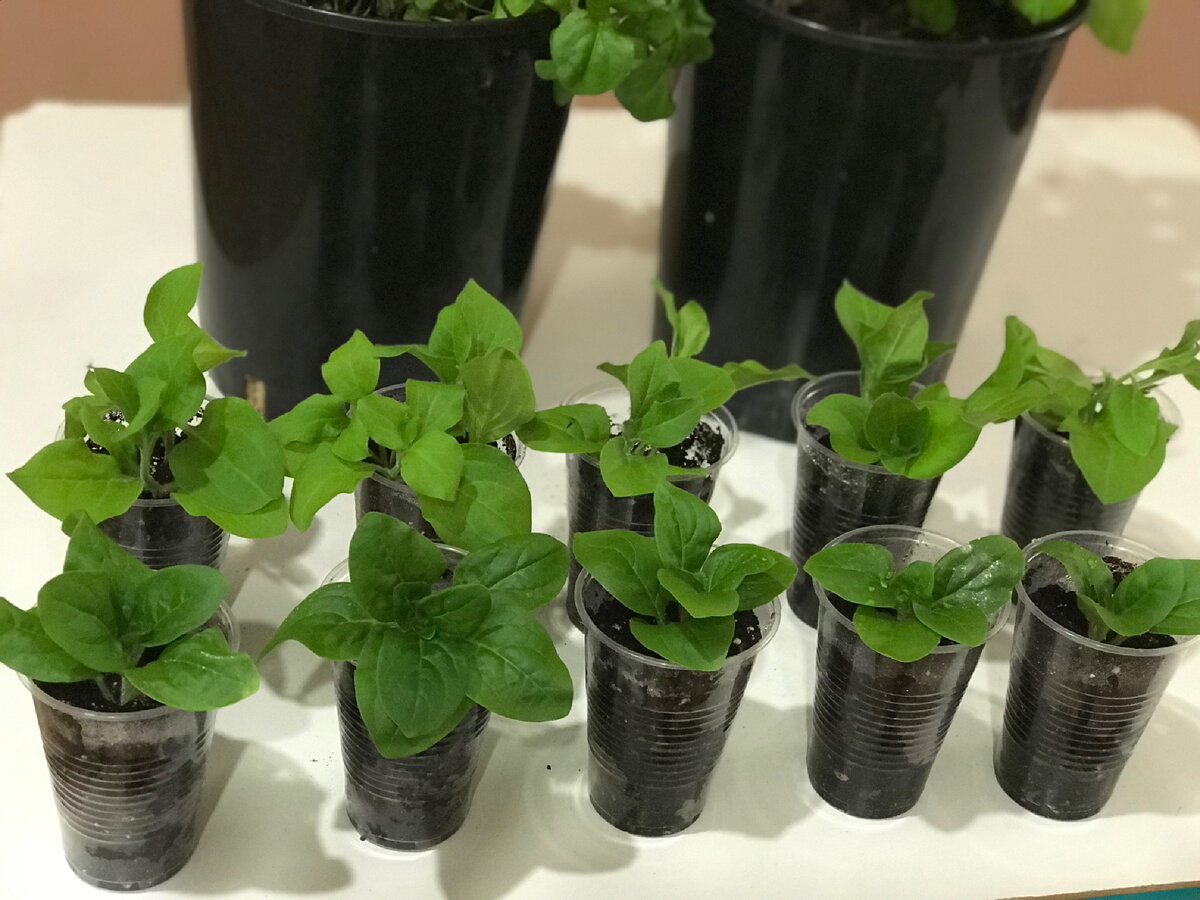 В стаканчиках 200 мл по 2 кустика, на укоренении 