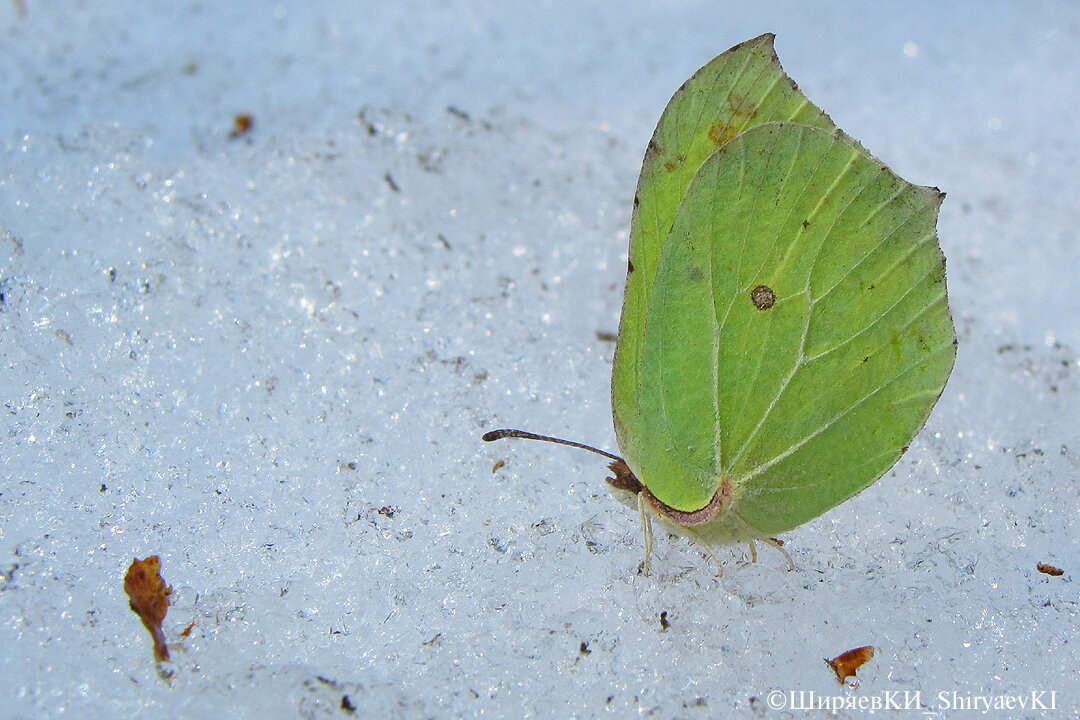 «ЛИМОН» - ЛИМОННИЦА ♂