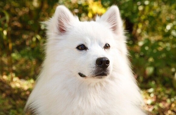 Американская эскимосская собака: облачный шпиц, готовый подружиться со всем  миром | Пёсико | Дзен
