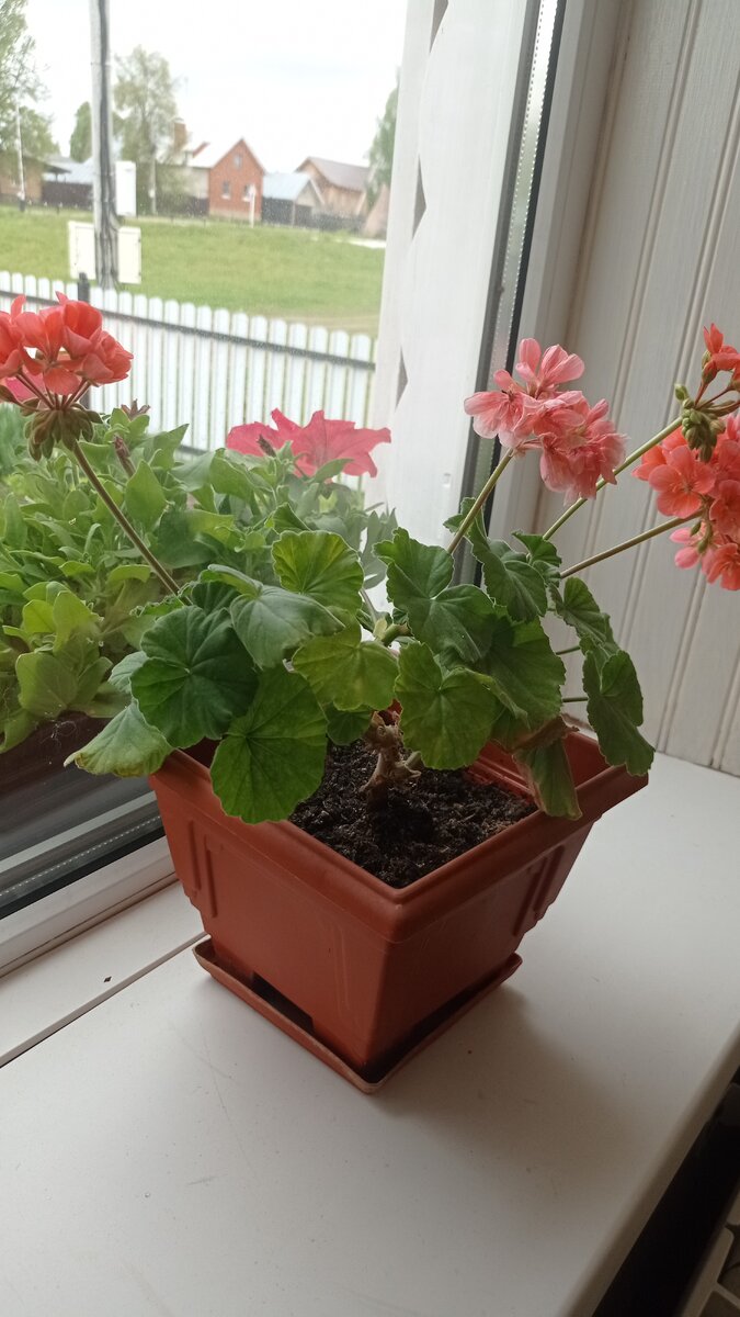 Пеларгония