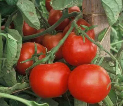 Томаты форма листьев. Центральная жилка листа томата. Форма листьев помидора. Какая форма листьев у помидор. Форма листа томата.