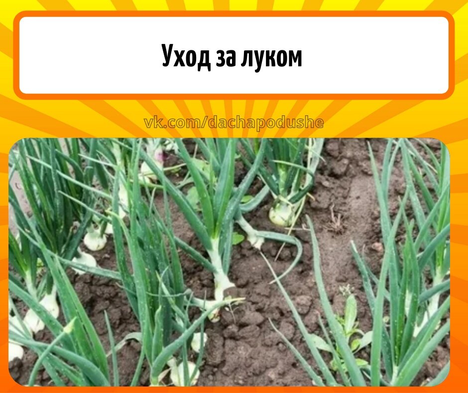 Когда по народным приметам сажать лук. Уход за луком. Лук в садик. Стихотворение садим лук. Как посадить лук за 5 минут.