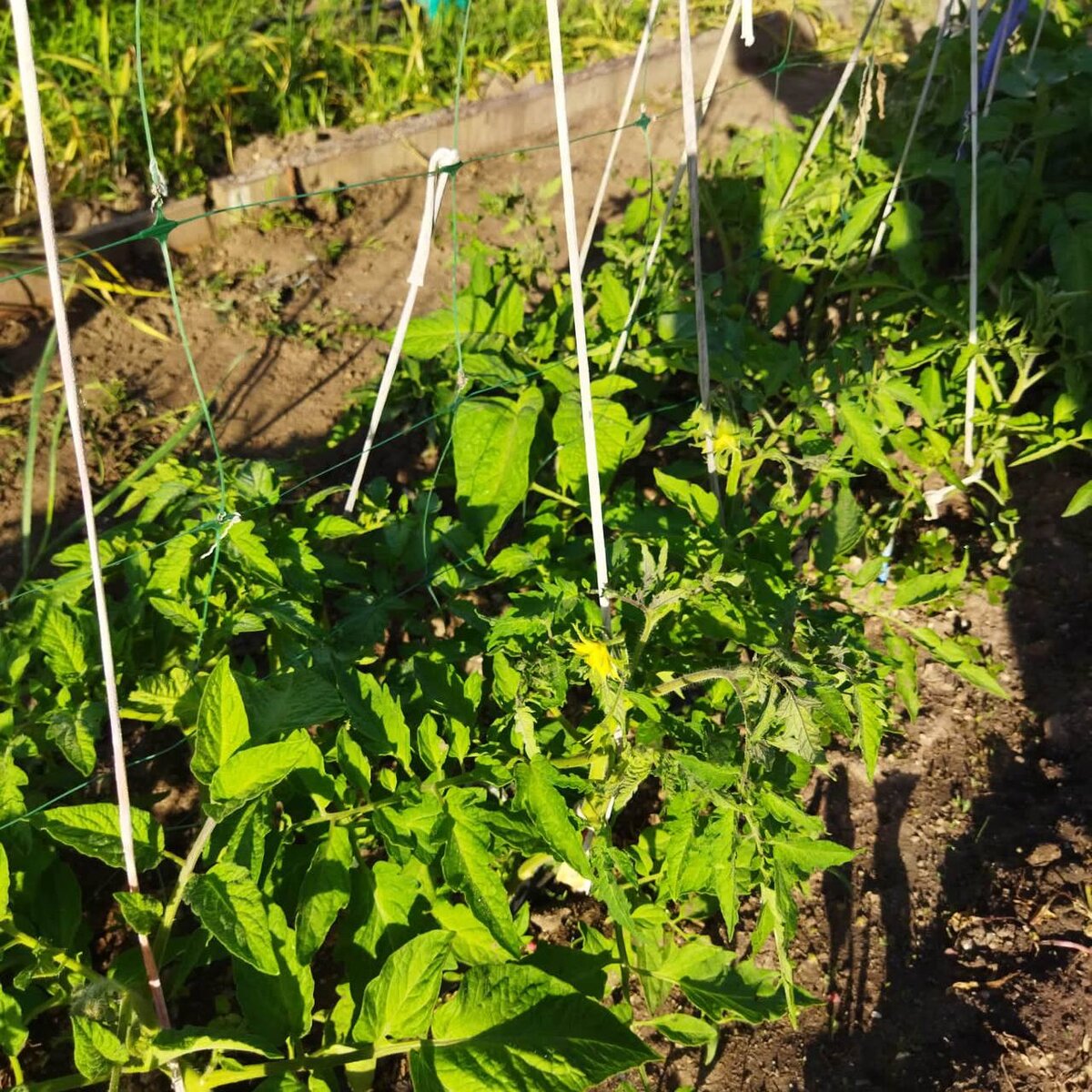 Помидоры на улице уже готовятся активно цвести, самое время их обработать!