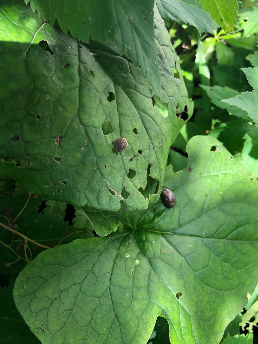 Разные улитки на бруннере.