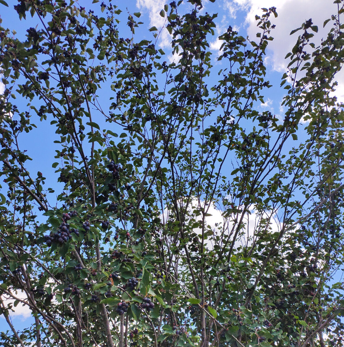 Ирга. Фото автора.