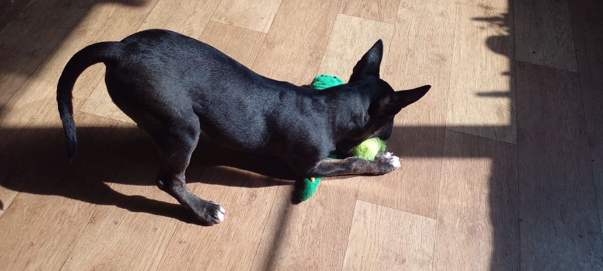 Мячик мячиком, а крокодильчика не брошу.