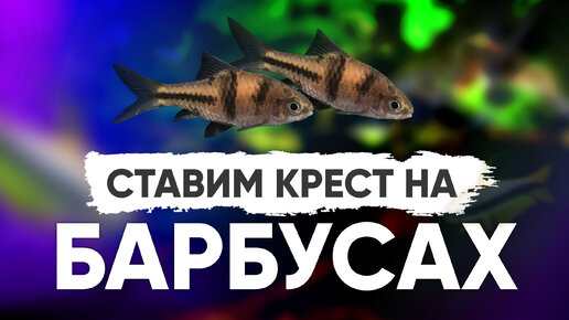 Ставим крест на барбусах