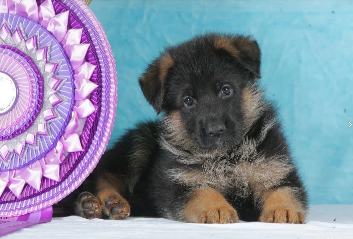 Мальчик или девочка? 