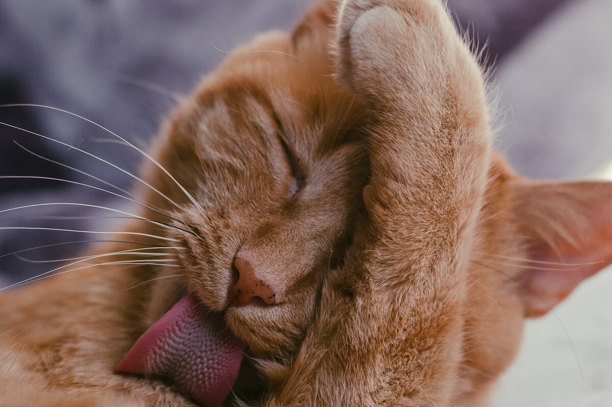     Что делать, если ваша кошка сильно испачкалась? Купать! Это можно сделать максимально безболезненно и вот как