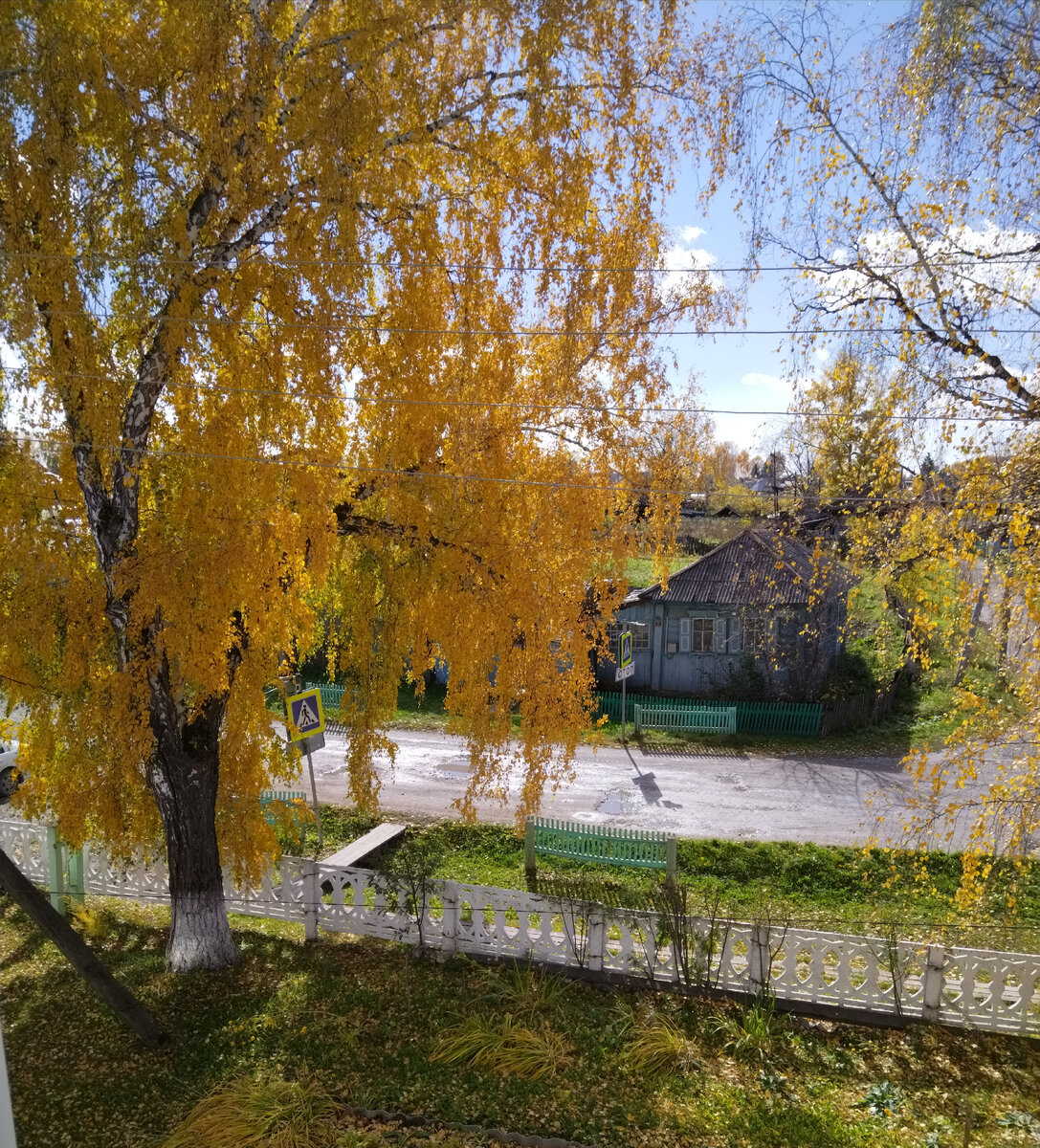 Золотой вид из окна 