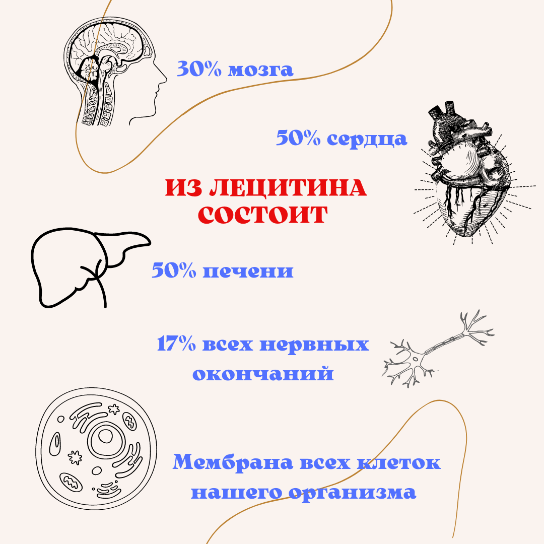 Лецитин присутствует в огромном количестве клеток нашего организма 
