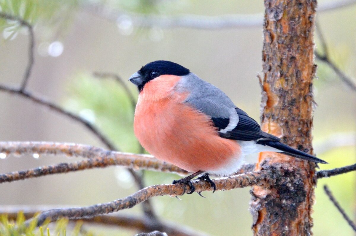 Willow Tit (Parus montanus). Birds of Siberia.