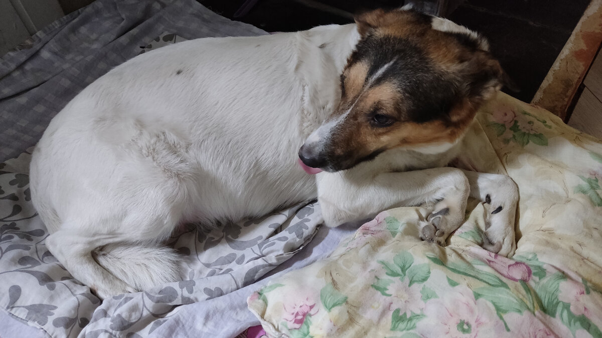 8 часов до родов.