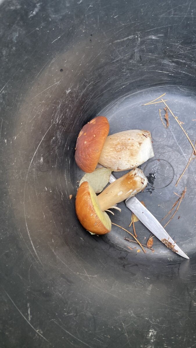 Грибы от конкурента. 