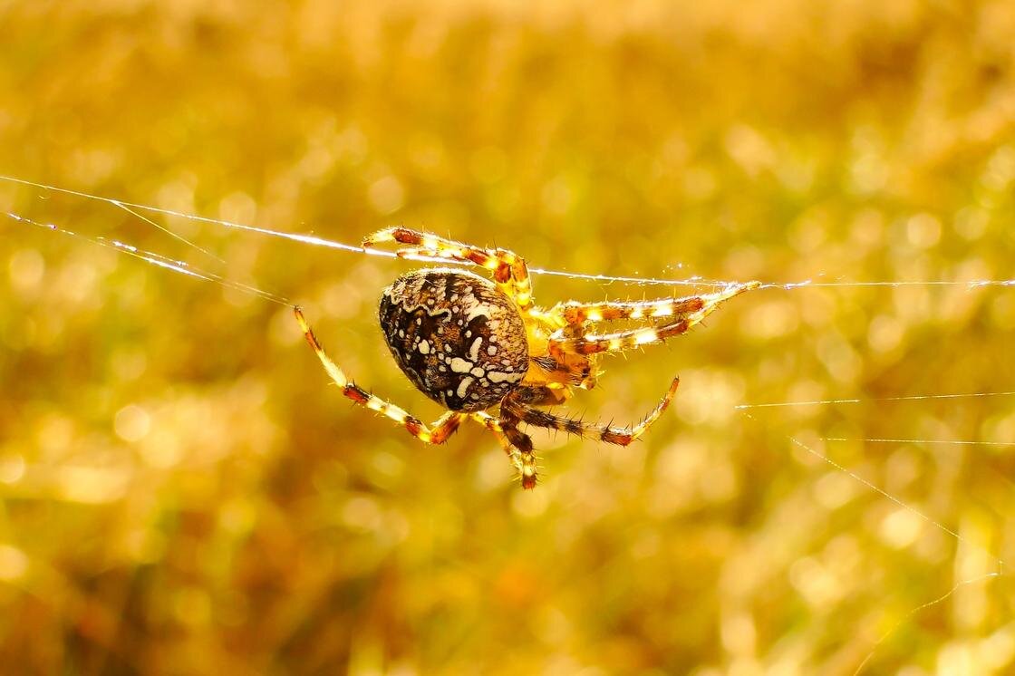    Большой паук плетет паутину:Unsplash/Krzysztof Niewolny