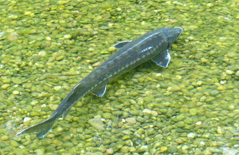 Стерлядь. Фото: архив газеты «Кемерово» 