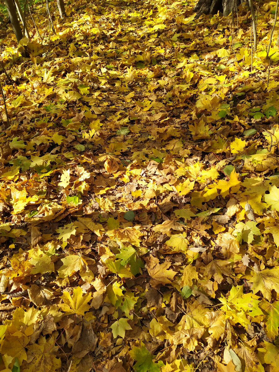 Золотой ковер.