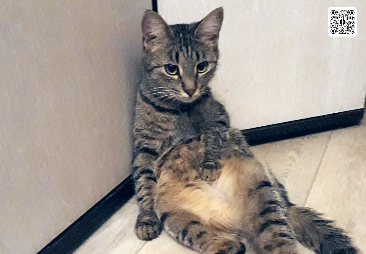 Вера, одна из моих подопечных кошек.