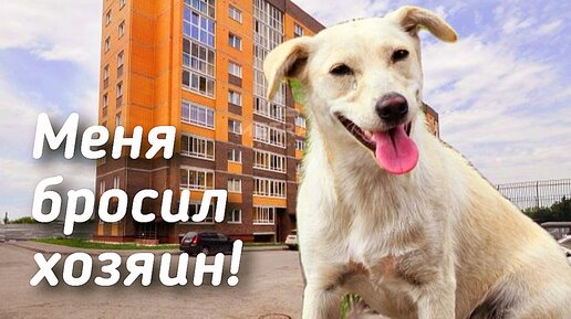 🔴Наигрались щенком 💔 собака поверила в счастье / но её жестоко предали / help save the dog